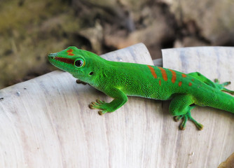 Green gecko