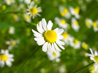 camomile field