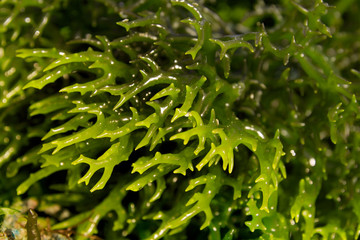 green seaweed