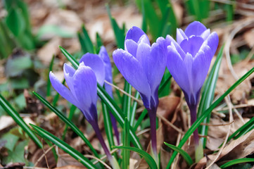 Blue Crocuses