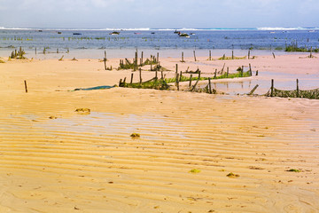 Spirulina plantation during low tide