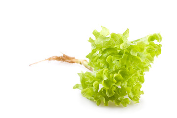 salad isolated