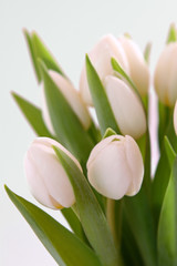 blumenstrauss,weiße tulpen
