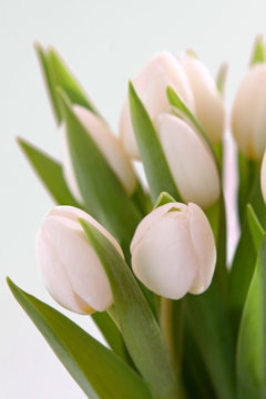 blumenstrauss,wei&szlig;e tulpen