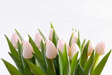 Obraz na płótnie Canvas tulipan kwiaty białe tło