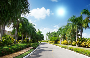Obraz premium road in tropical garden