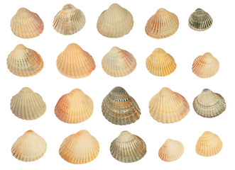 Set of shells isolated