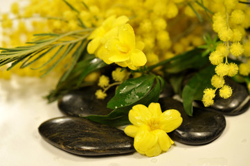 pietre nere fiori gialli