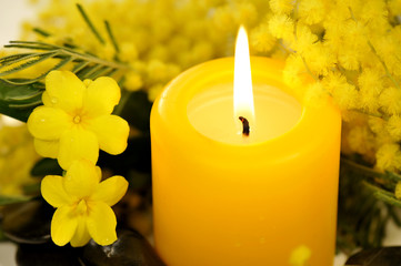 mimosa candela gialla accesa