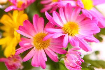 Fototapeta premium blumenstrauß-chrysanthemen