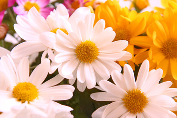 Fototapeta premium blumenstrauß