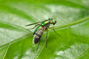 Long Legged Fly