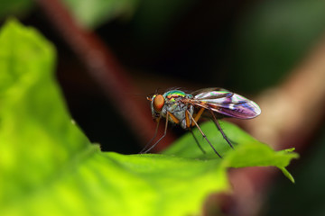 Long Legged Fly