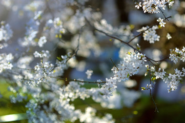 Beautiful plum blossoms in early spring