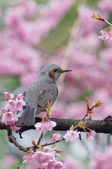 ヒヨドリと寒桜