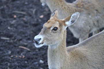 Female deer