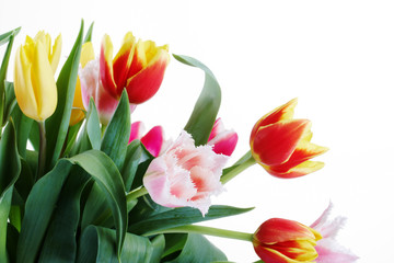 beautiful bouquet of  colorful tulips