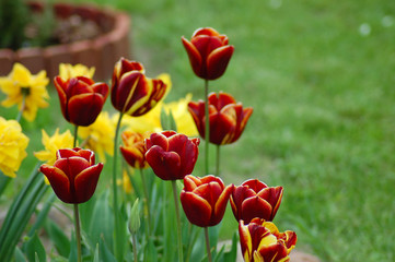 Kwiaty Tulipany