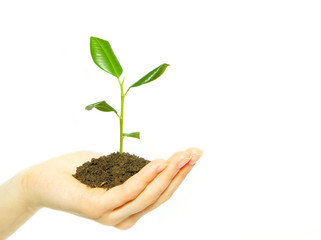 plant in hands