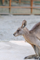 カンガルーのポートレート