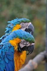 ルリコンゴウインコ