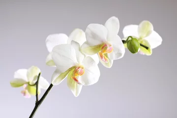 Foto op Aluminium Orchideeën © Karina Baumgart