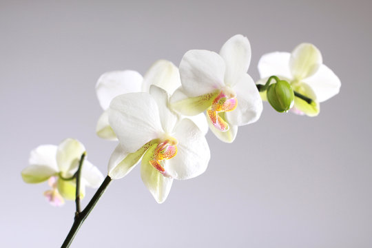 Orchidee