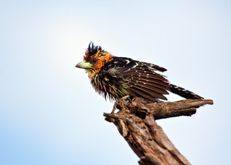 Wet Crested Barbet sitting on a branch