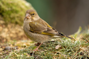 verderón en la hierba