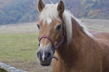 Obraz premium Pferd closeup