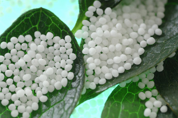Homöopathie Naturheilkunde mit Glonuli und Azalee