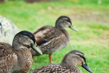 Enten 2