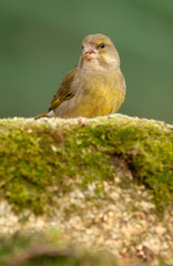 Verderón