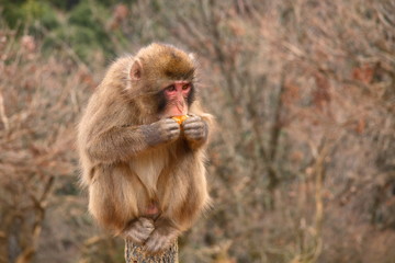singe aui mange une orange