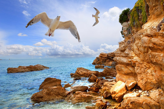 c&ocirc;te d'azur avec ses mouettes...