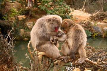 Obraz premium épouillage