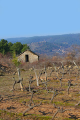 vigne ruine