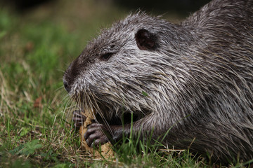 Nutria