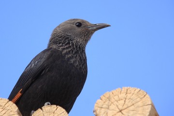 Oiseau noir à Masada