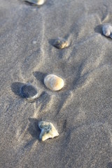 Coquillages au bord de mer