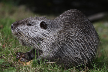 Nutria