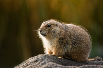 Prairie dog in winterfur with autumn background