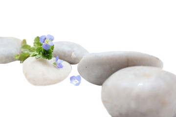 Petites fleurs bleues sur galets