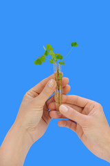 Hand holding tube with fresh  sorel (oxalis)
