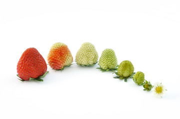 Strawberry growth isolated on white