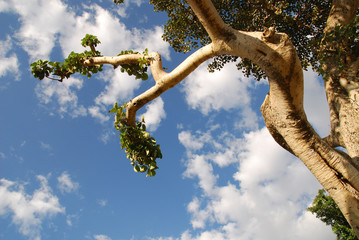 albero etiopico
