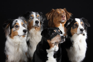 Hundegruppe
