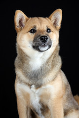 Shiba Inu