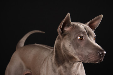 Thai Ridgeback