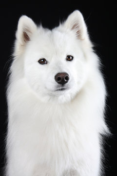 Samojede